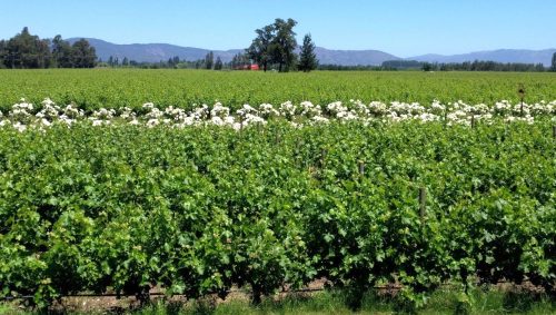 Miguel Torres Chile Vines