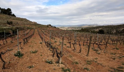 Vinyes Domènech vines 1