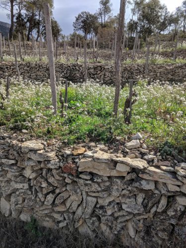 Vinyes Domènech vines 1