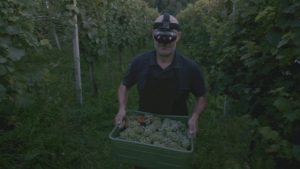Untouched by Light harvest 1
