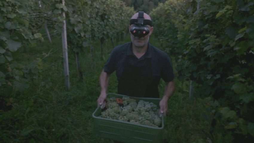 Untouched by Light harvest 1