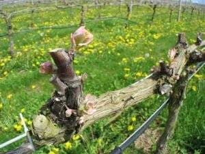 What They Got Wrong (Seeing Red in Long Island Wine Country)