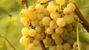 furmint