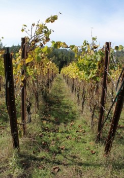 Red Car vineyard 1