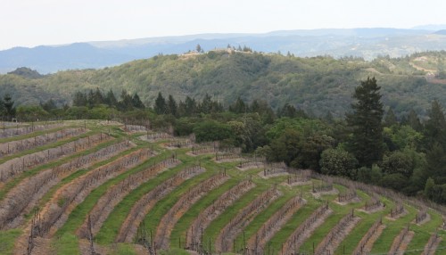 KJ Mountain vineyards 2