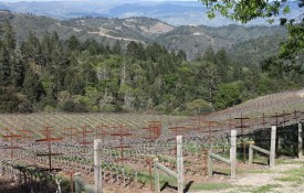 KJ Mountain vineyards
