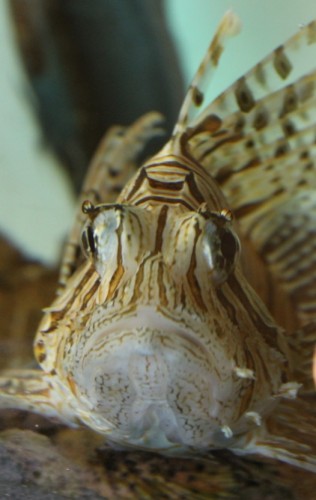 Sicily lion fish
