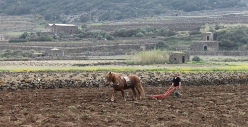 Pantelleria farming