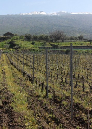 Wiegner Etna vineyards