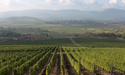 Tokaj vineyard 2015