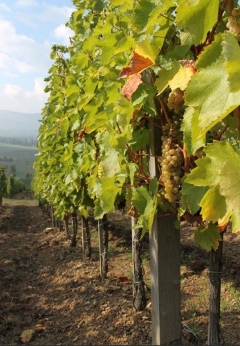 Furmint vines 2015