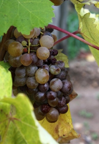 botrytized grapes tokaj 2015