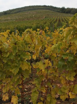 Öreg Király Vineyard