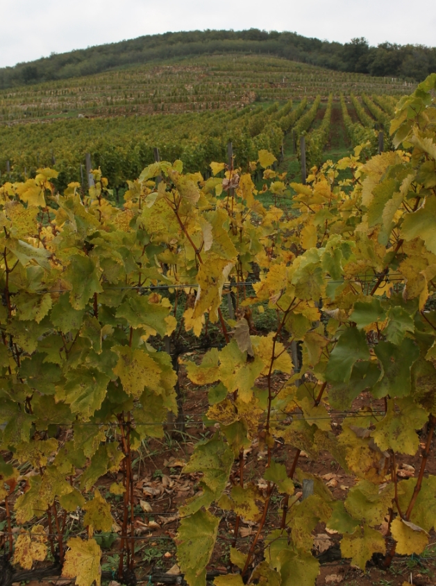 Öreg Király Vineyard