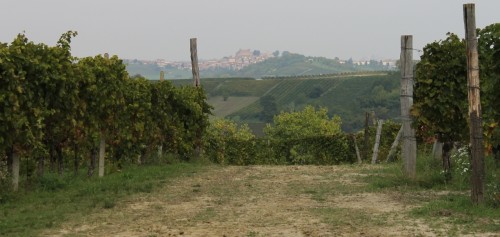 Ruche vineyard 1