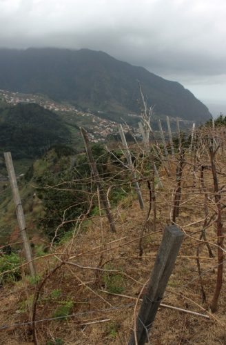 Madeira vineyards