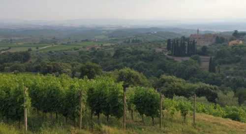 Arcanum vineyard