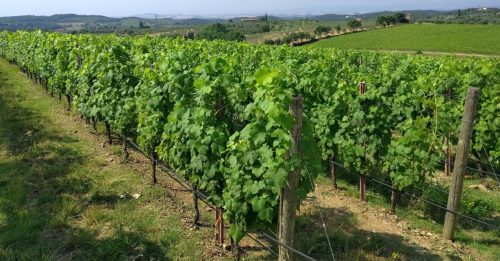 Arceno vineyards