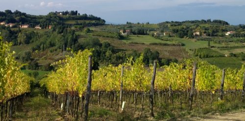 Terre di Pisa vineyards
