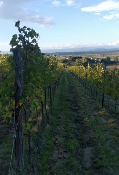 Beconcini view