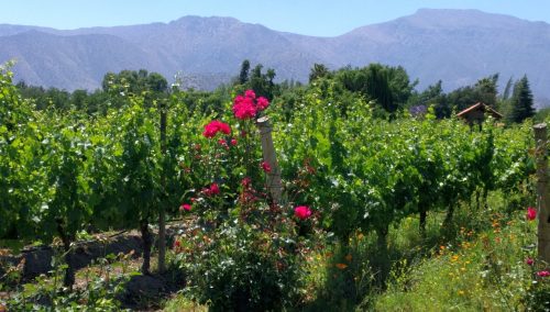 Vina vin Siebenthal vineyards