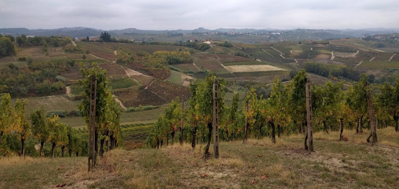 Monferrato vineyard 2