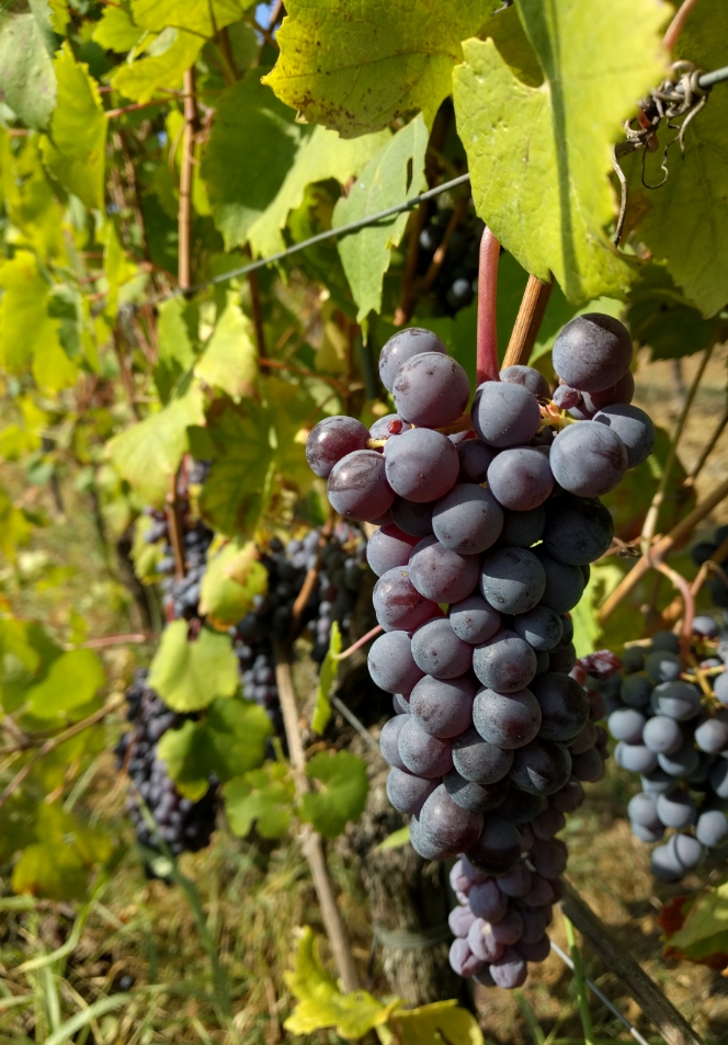 Monferrato grapes
