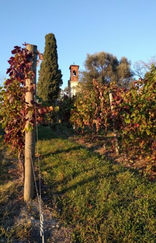 Barbera vines tower