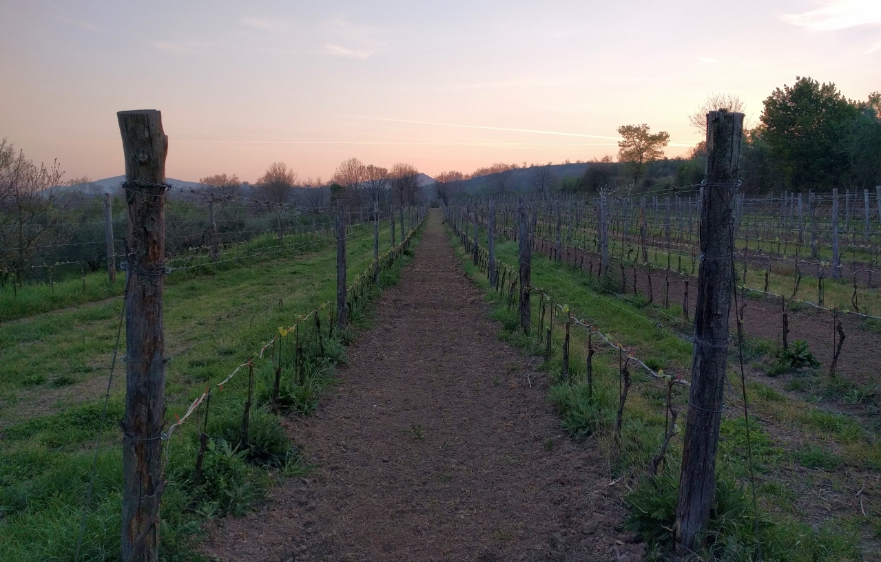 Trabucco vineyard