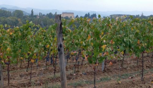 Nizza vines