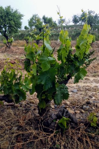 Viñas del Vero old vines