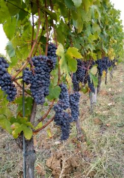 Tenuta Olim Bauda vines