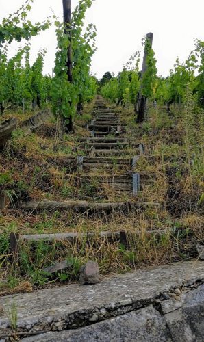 Rangen steps 2017