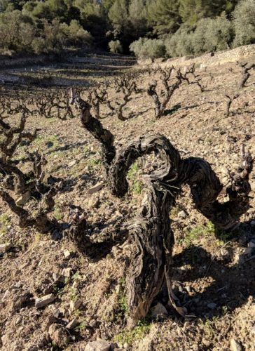 Mas de l'Abundància old vines