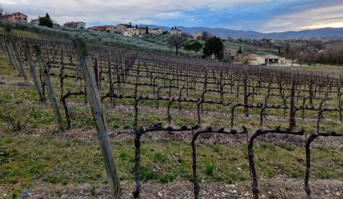 Sagrantino anteprima vineyards 1