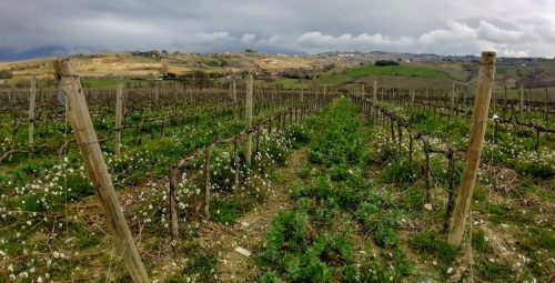 Sagrantino anteprima vineyards 2