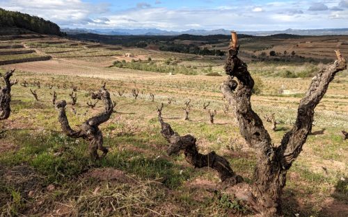 Acústic old vines 1