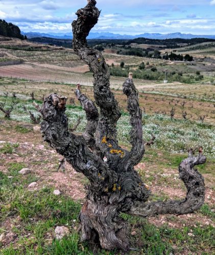 Acústic old vines 2