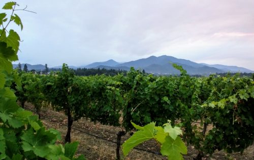 Southern OR vineyard view 1