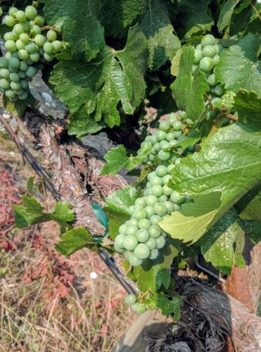 Troon vineyard 2