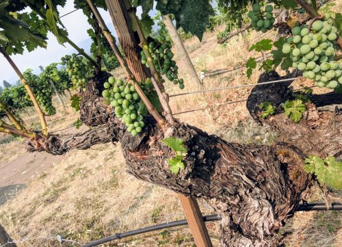 Troon vines 3
