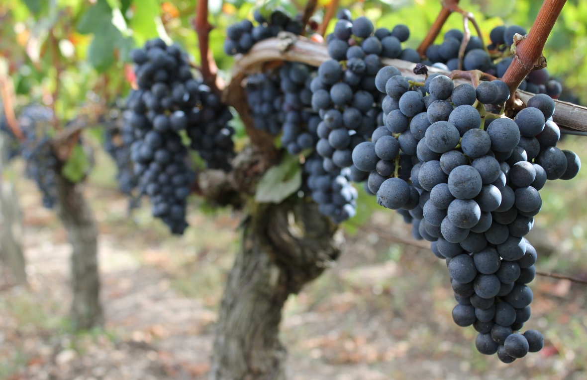 Merlot Bordeaux vines