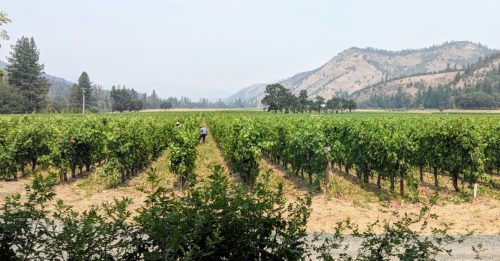 Cowhorn OR view
