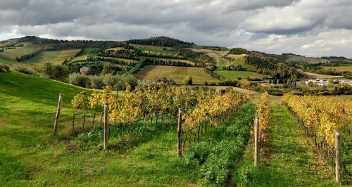 Condé vineyard 3