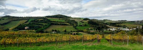 Condé vineyards 2