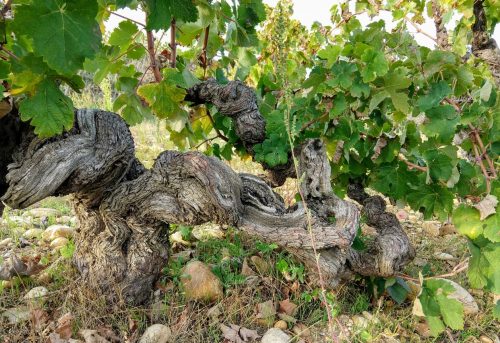 Lirac old vines