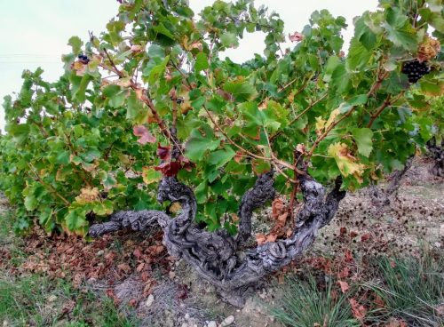 Rasteau old vine 1