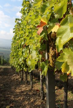 Furmint vines