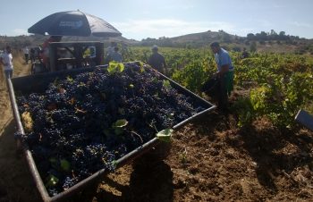 Diodoros harvest