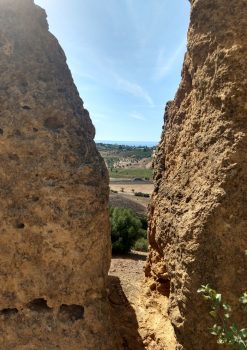 Diodoros vineyard view